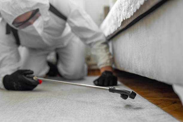Professional Ant Control technician working in Bellerose, NY